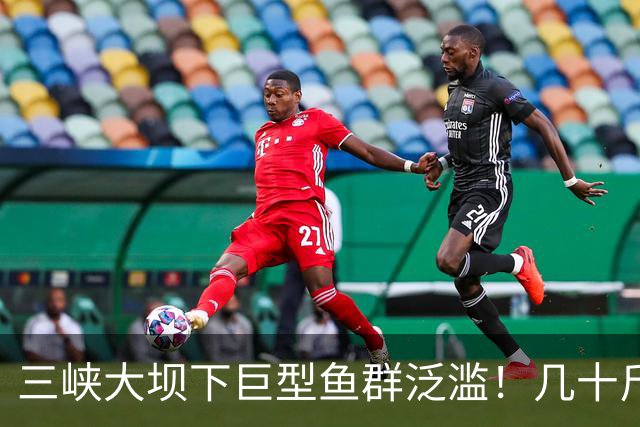 三峡大坝下巨型鱼群泛滥！几十斤鲢鳙到处都是，这现象是好是坏？