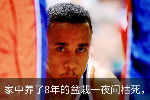 家中养了8年的盆栽一夜间枯死，询问道长才知道，这是为我挡了灾