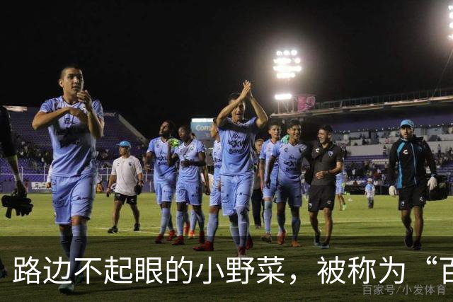 路边不起眼的小野菜，被称为“百菜之主”，易种易活，盆栽也爆盆